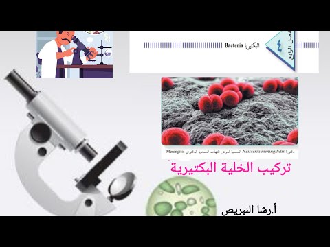 الفصل الرابع البكتيريا تركيب الخلية البكتيرية بكتيريا الجدار الخلوي الخلية البكتيرية