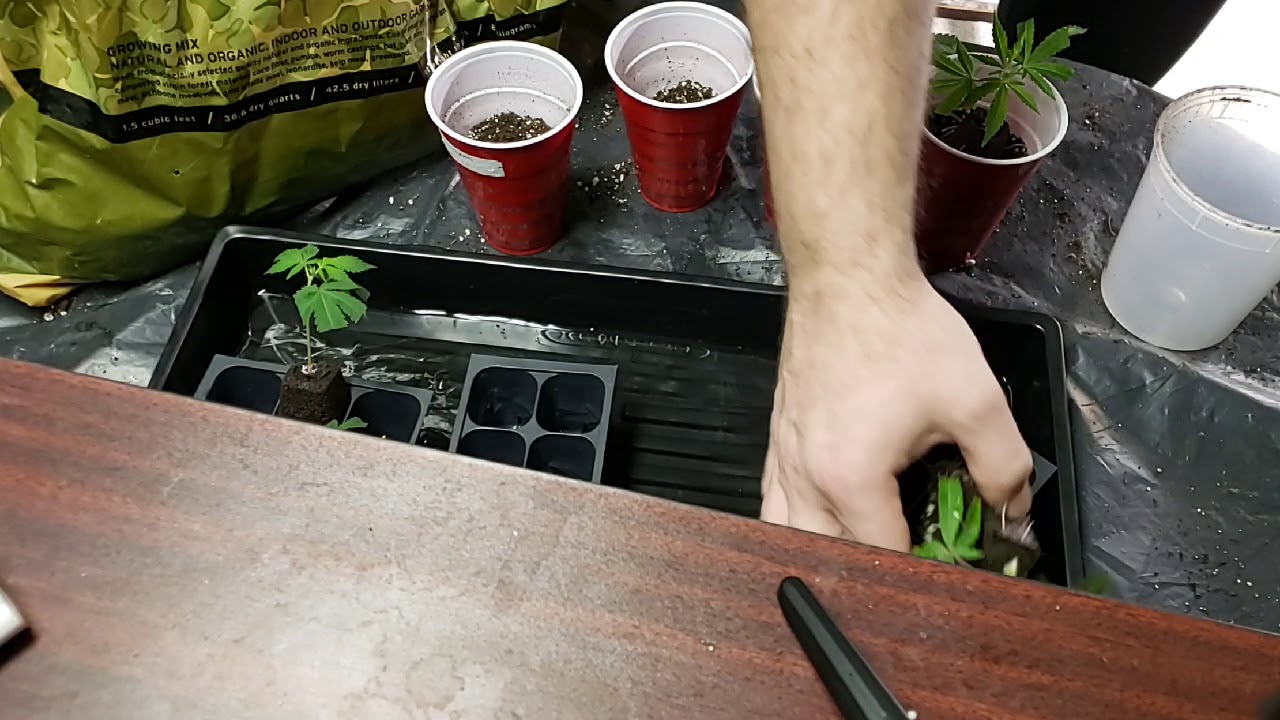 planting a clone for average home grower