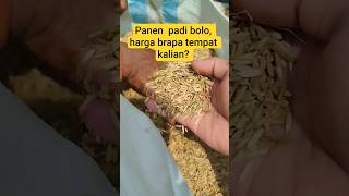 Tempat kalian harga brapa bolo? #panen #padi #petani #pertanian #shorts