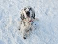 Murphy - 3 Year Old English Setter - Dog Training Omaha Nebraska, Off Leash Dog Training