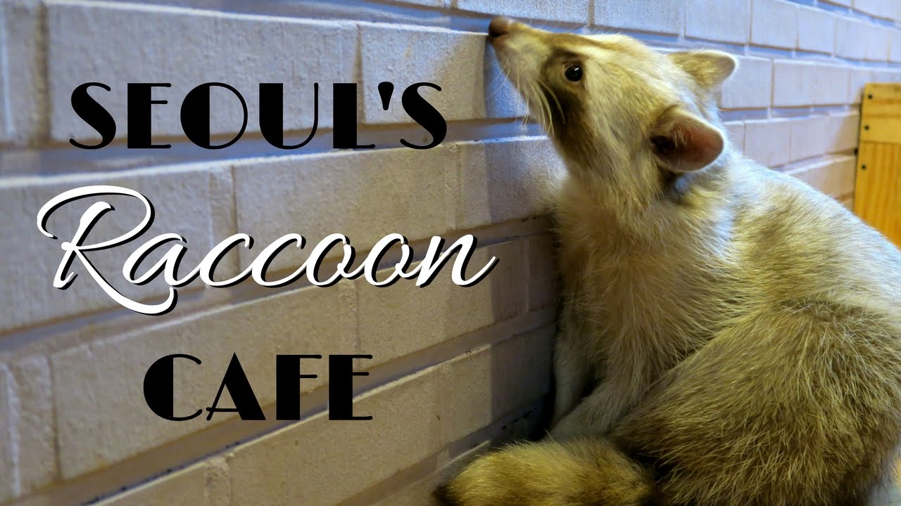  Raccoon  Cafe  in Seoul  Korea   Blind Alley Cafe  