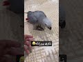 طالع من حضانتة المرة الجاية بخلي بيكو يادبة اكسبلور طيور Birds ضحك Parrot حيوانات ترند طالع من حضانتة المرة الجاية بخلي بيكو يادبة اكسبلور طيور Birds ضحك Parrot حيوانات ترند