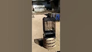 cendet Raja Disko,. bawa buto, greja ,getar restu ,kunti