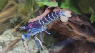 Cherax (acrobat) pulcher