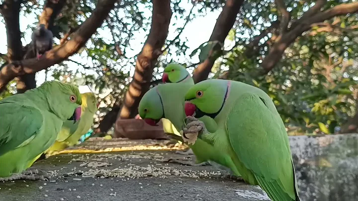 Funny Talking Ringneck Parrot Sound eating Bread Parrot Calling Sound, Pigeon & Squirrel compilation