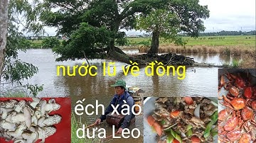 mùa nước lũ đã về xiệt chuột ếch đồng về nấu ếch xào dưa Leo quá ngon mời cả nhà.
