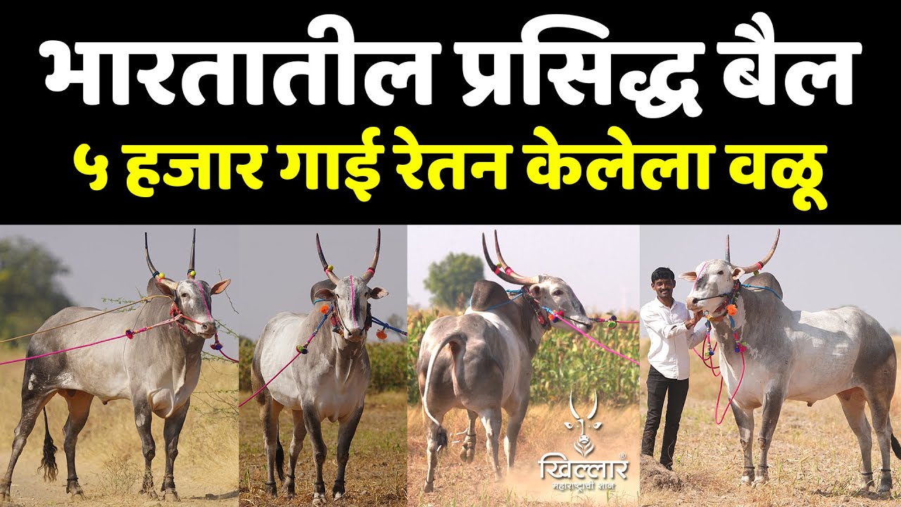 सर्वाधिक कमाई करून देणारा जातिवंत वळू बैल - बापू धडस, जत | Khillar Maharashtrachi Shaan 2025