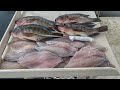 How To Fillet Tilapia!