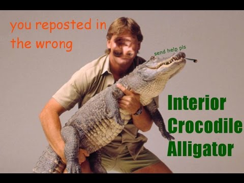 Interior Crocodile Alligator Full Song Youtube