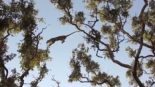 Leopard killed a monkey in a tree. Leopard attacks a monkey. screenshot 5