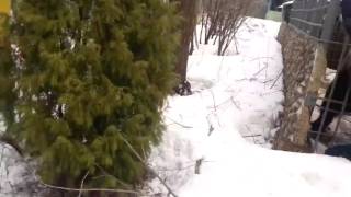 По мотивам фильма Выживший Алкаши и медведь По мотивам фильма Выживший Алкаши и медведь