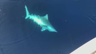 Slow Takım İle Dev Mako Köpekbalığı 100Kg