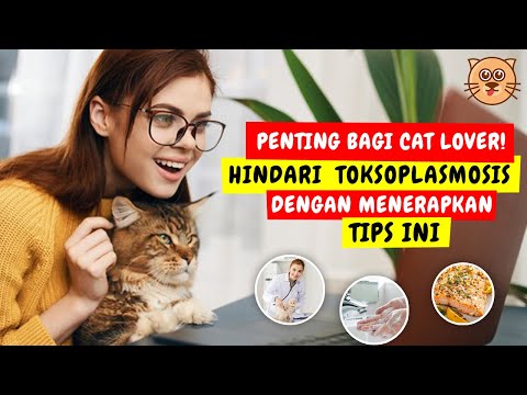 Video: Betapa Beratnya Risiko Toksoplasmosis Dari Kucing Anda - Vet Harian