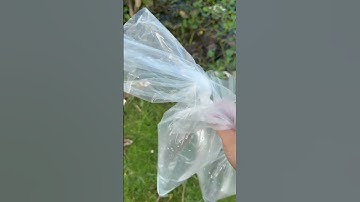 Cách trị cắn đuôi hiệu quả dứt điểm ở lóc vảy rồng…!!! #fish #aquarium #channa #arowana