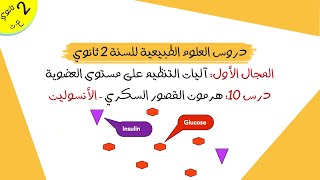 درس 10: هرمون القصور السكري (الأنسولين) | ثانية ثانوي علوم تجريبية