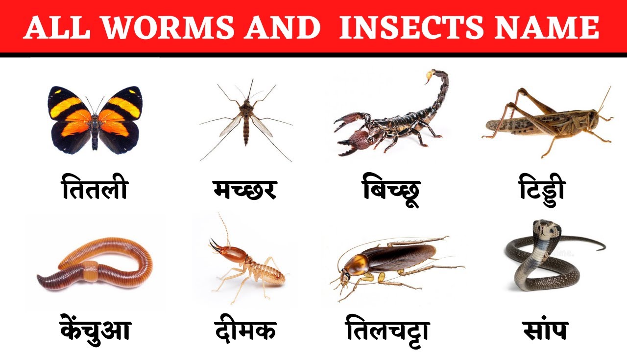 Animal Worms Pictures And Names Maxresdefault