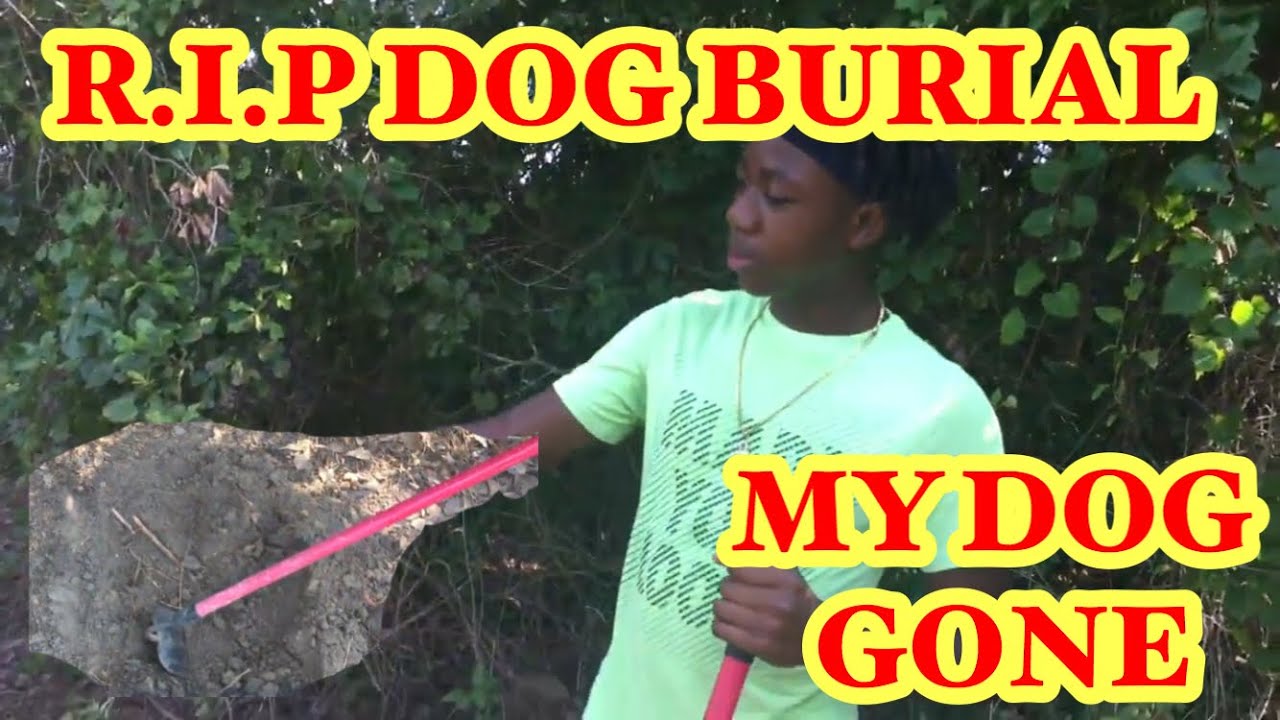 HOW TO BURY A DEAD DOG YouTube