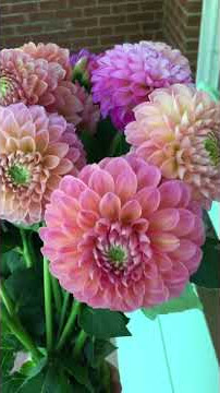 Early Dahlia Harvest