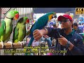 Lalukhet exotic hen and rooster birds market 2112024 karachi part 1    