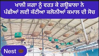 ਖਾਲੀ ਜਗਾ ਨੂੰ ਵਰਤ ਕੇ ਗਊਸ਼ਾਲਾ ਨੇ ਪੰਛੀਆਂ ਲਈ ਕੱਟੀਆ ਕਲੋਨੀਆਂ ਕਮਾਲ ਦੀ ਸੋਚ