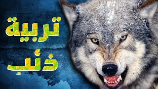 طريقة تربية ذئب وكل شي بتحتاجه للعناية فيه - Wolf Care Routine