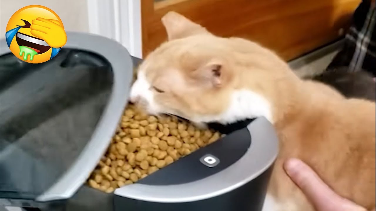 New Funniest Cats Videos 😼Try Not To Laugh😜Daily Serving of Internet Cats Part 6