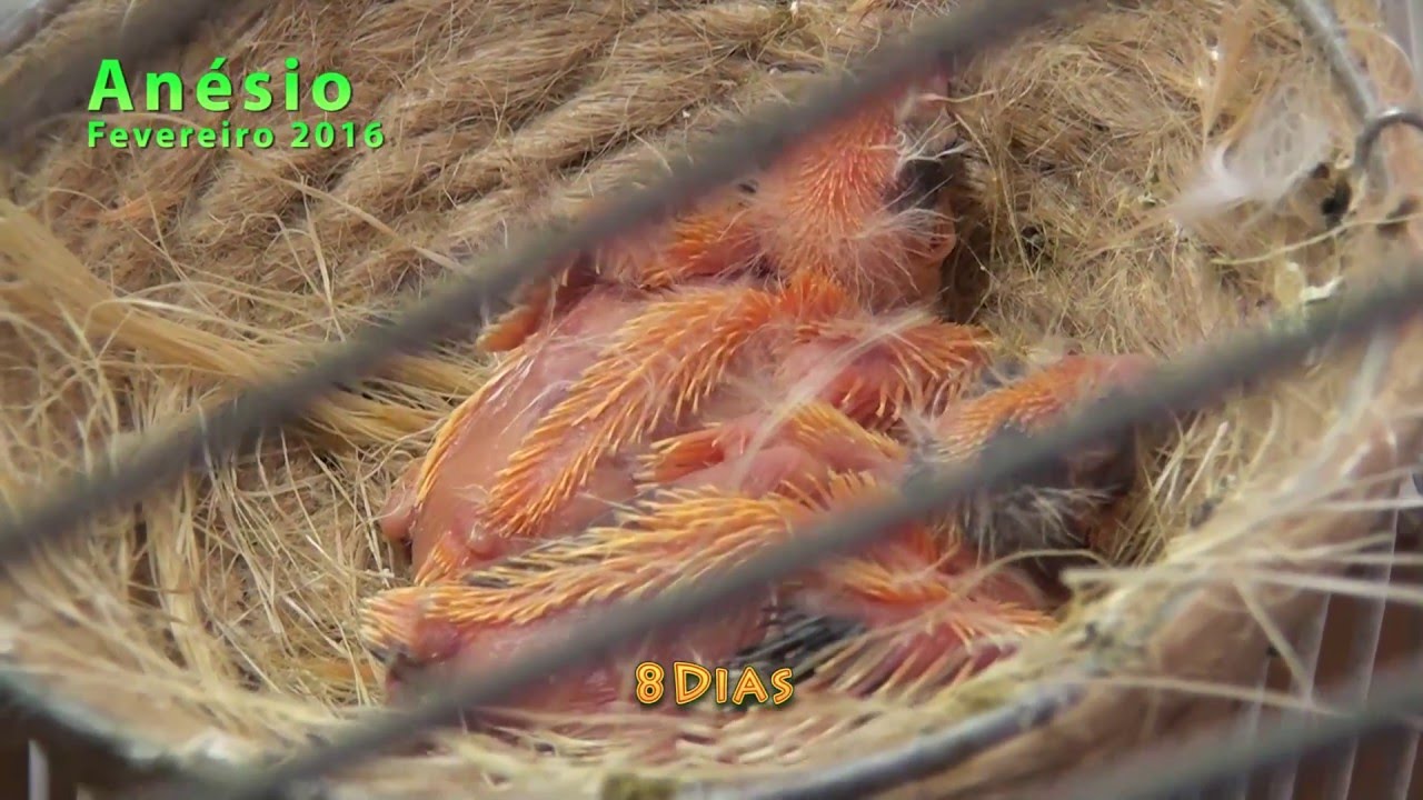 Canário do Reino e 2 Filhotes.  Do nascimento até aos 30 dias