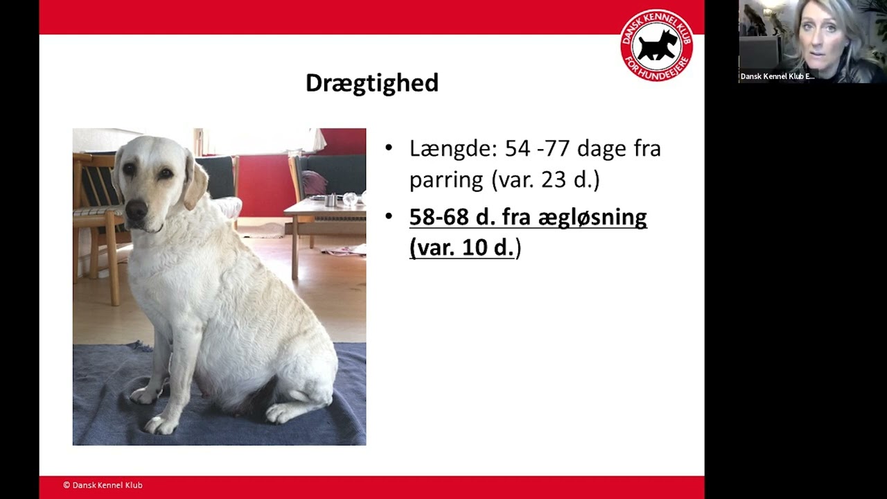 Drægtighed