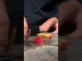 Rui “BloodMoon” Santoku cutting a red plum #fyp #satisfying #kitchenknife #japaneseknife #ruiknife