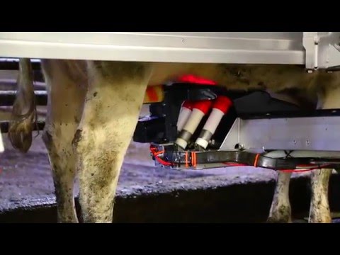 Astronaut A4 milking robot– River Ridge Dairy Testimonial (United States)