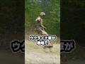 ウクライナ軍の驚きの電動一輪車部隊#ゆっくり兵器解説 #ウクライナ軍 #電動一輪車#unicycle