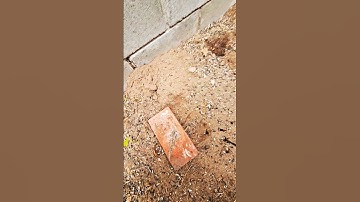 How to trace a gopher tunnel