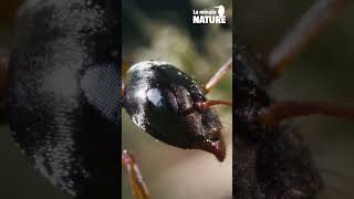 Incroyables fourmis