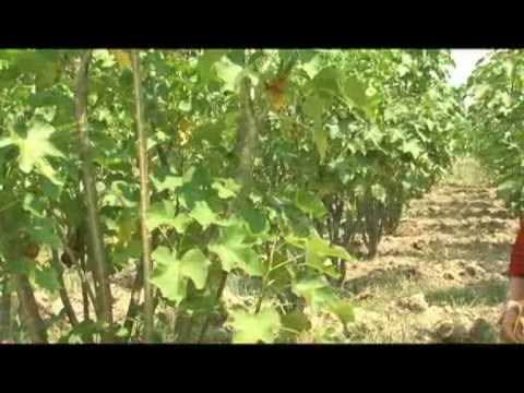 Vídeo: Piñones: Los Beneficios Y Daños, El Uso De Tintura Y Aceite De Piñones