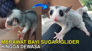CARA MERAWAT BAYI SUGAR GLIDER by Red Panda 1,179 views 2 months ago 5 minutes, 2 seconds