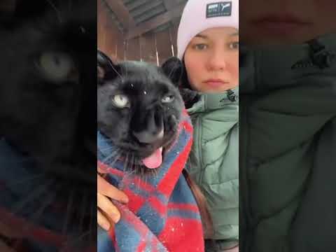 😻Пантера Луна греется - luna_the_pantera@instagram