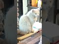 #gatosblancos #gatoshermosos #cuteanimals #kitten #animals #cutecat #gatos