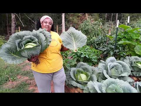 Cabbage growing, harvest, and storage tips