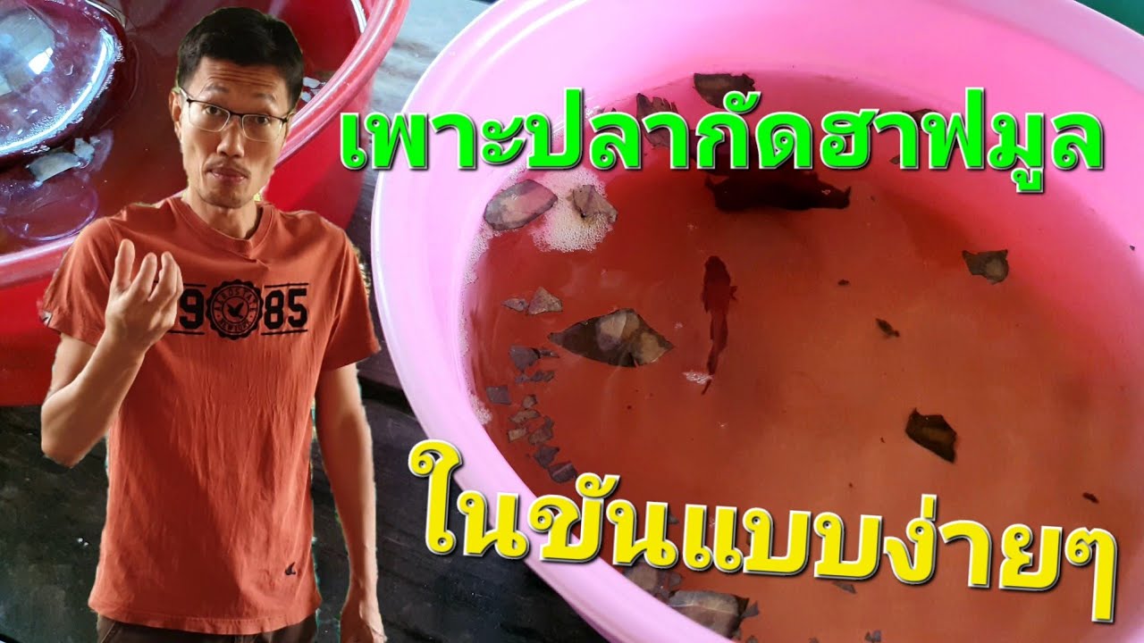 เพาะปลากัดฮาฟมูล