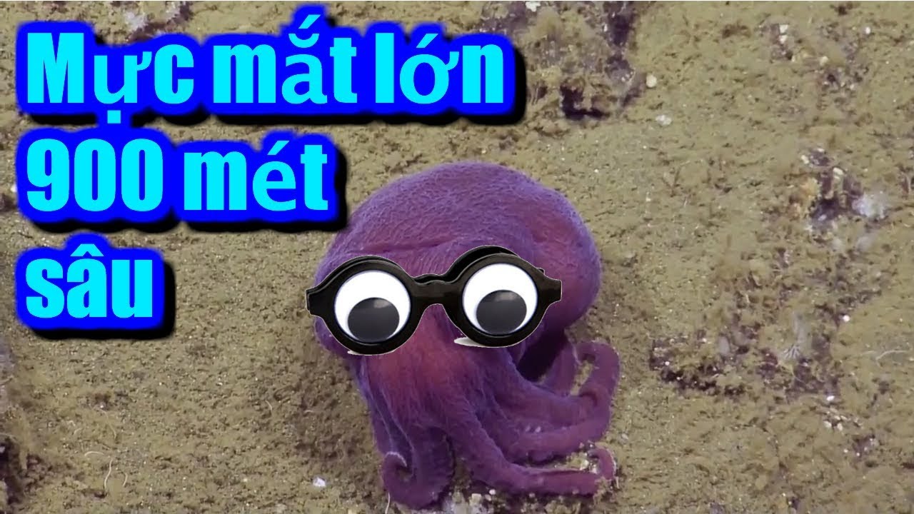 Con mực hai mắt lớn (Googly eyed cuttlefish) YouTube