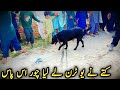 Dog ny U turn Lay Liya Chor Ki Taraf