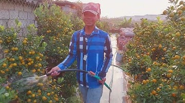 Giao lưu , thăm quan vườn quất tết 2023 nhà em Thỏa kênh YOUTUBE NHÀ NÔNG 25H .