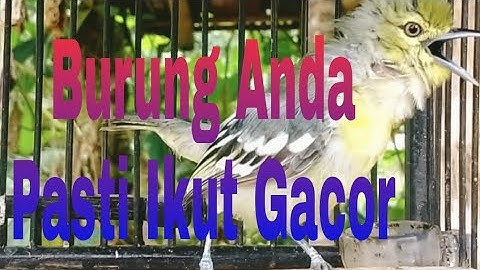 Pancingan/Masteran Cipo/Cipoh/Cipow/Sirtu Agar Cepat Birahi Full Ngetir Dan Gacor