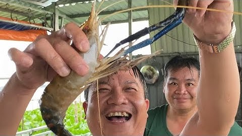 Test MỒI CÂU CÁ LĂNG KHÔNG NGỜ DÍNH TÔM CÀNG XANH KHỦNG-T308