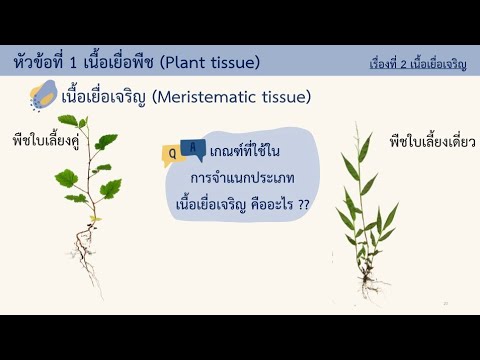 เนื้อเยื่อพืช Plant tissue | เนื้อเยื่อเจริญ​ | EP. 2 [1/1] | ชีววิทยา​ 3 | Anchan__