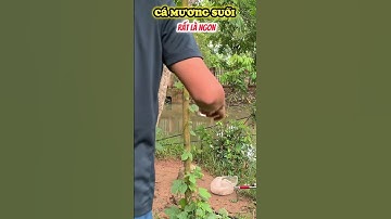 #shorts Câu Cá Mương Suối #youtubeshorts #cauca #caucatv2 #caucasuoi