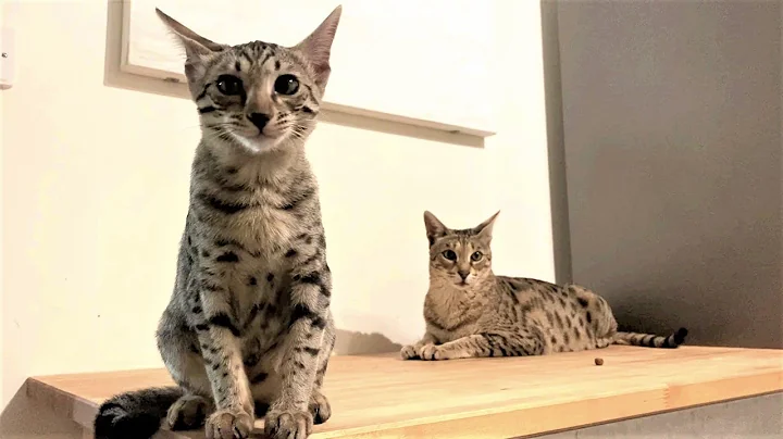 Video 302871: cat f2 savannah kitten, big savannah cat, little savannah, savannah's live