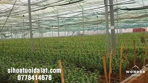 Giá hoa Ly Đà Lạt tết 2023 - sihoatuoidalat.com