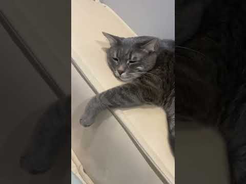Видео: Моей кошке нравится, когда ее гладят?