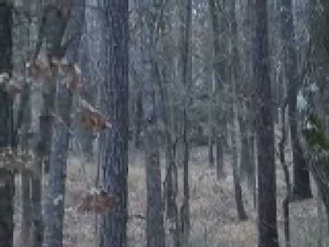 crockett davy hunting deer